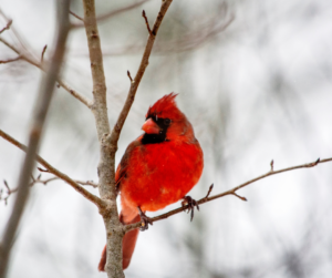 When Cardinals Appear, Angels are Near
