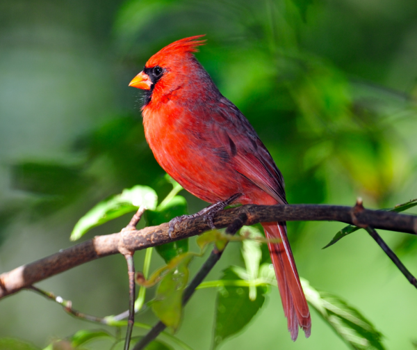 when cardinals appear