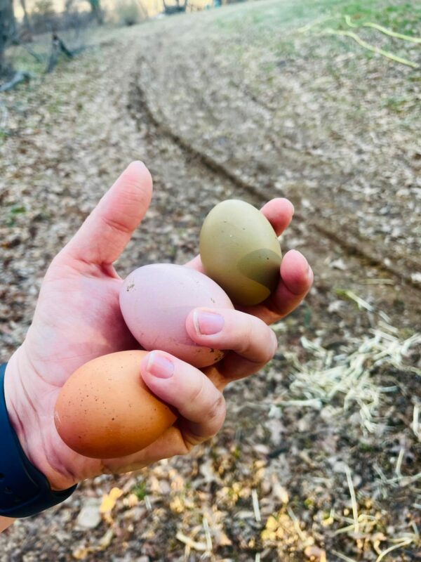 Farm Fresh Eggs
