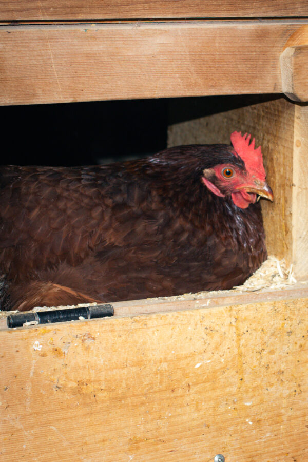 Farm Fresh Eggs in Lancaster County