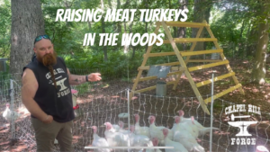 Raising Meat Turkeys in the Woods-2