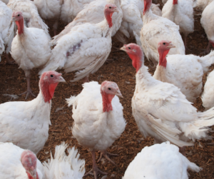 Raising Backyard Turkeys for Meat