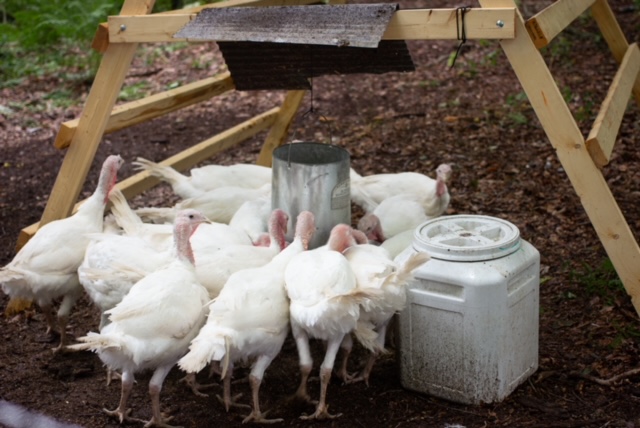 Raising Meat Turkeys in the Woods