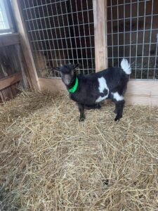 raising goats in the woods