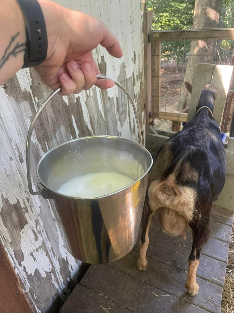 Goat Milk Tallow Soap