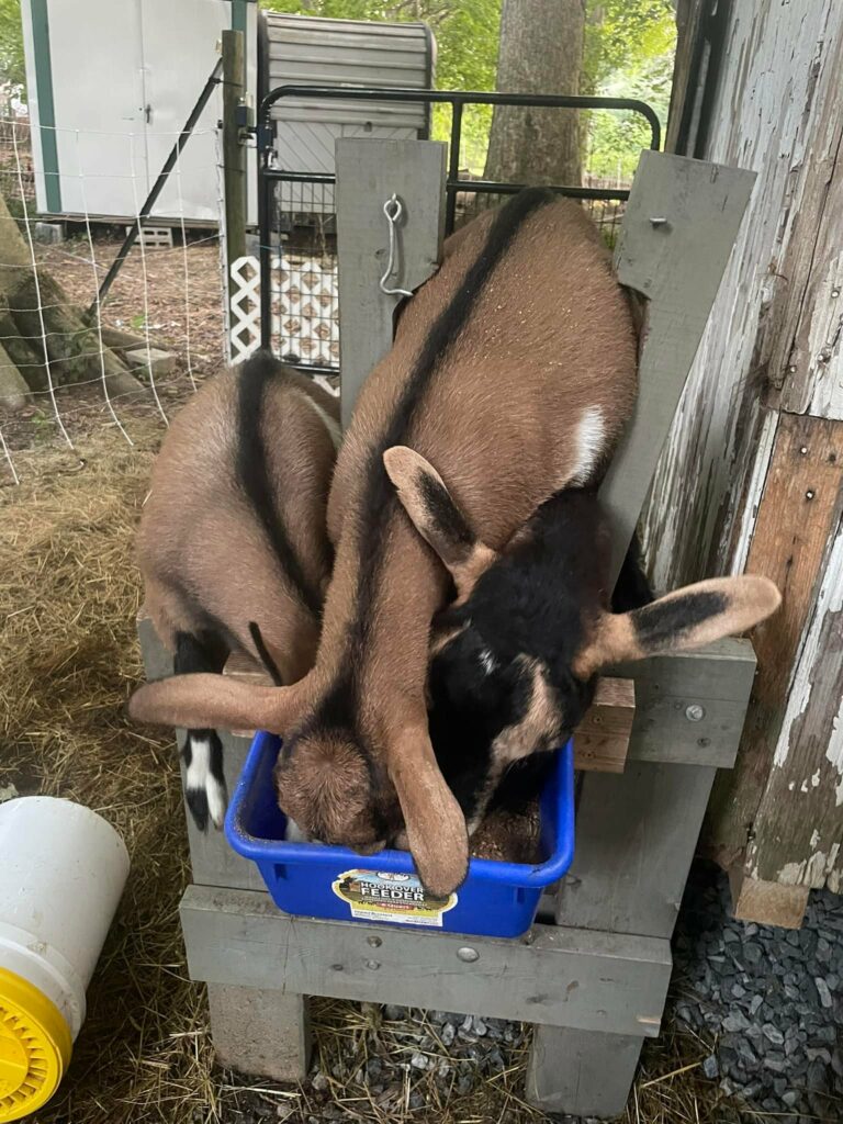 Should I bottle feed my baby goats