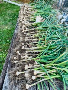 How to Plant Garlic